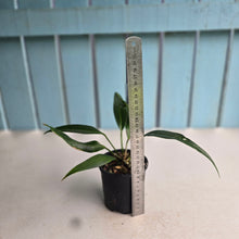 Load image into Gallery viewer, #RD48 Anthurium Rupicola