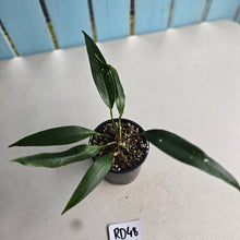 Load image into Gallery viewer, #RD48 Anthurium Rupicola