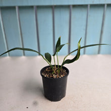 Load image into Gallery viewer, #RD48 Anthurium Rupicola
