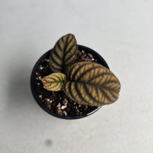 Load image into Gallery viewer, #R2 Ardisia Sp. Vietnam
