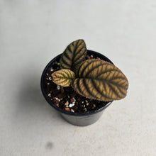 Load image into Gallery viewer, #R2 Ardisia Sp. Vietnam