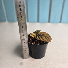 Load image into Gallery viewer, #R2 Ardisia Sp. Vietnam
