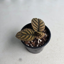 Load image into Gallery viewer, #R2 Ardisia Sp. Vietnam