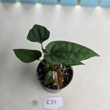 Load image into Gallery viewer, NEW RELEASE - #R31 Anthurium Papillilaminum x (Lux x Radicans)