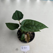 Load image into Gallery viewer, NEW RELEASE - #R31 Anthurium Papillilaminum x (Lux x Radicans)