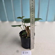Load image into Gallery viewer, NEW RELEASE - #R31 Anthurium Papillilaminum x (Lux x Radicans)