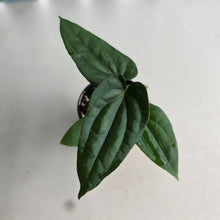 Load image into Gallery viewer, NEW RELEASE - #R31 Anthurium Papillilaminum x (Lux x Radicans)