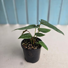 Load image into Gallery viewer, NEW RELEASE - #R31 Anthurium Papillilaminum x (Lux x Radicans)