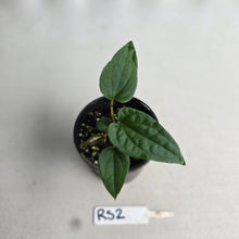 Load image into Gallery viewer, NEW RELEASE - #RS2 Anthurium Papillilaminum x (Lux x Radicans)