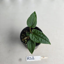 Load image into Gallery viewer, NEW RELEASE - #RS2 Anthurium Papillilaminum x (Lux x Radicans)