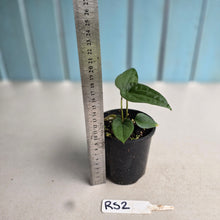 Load image into Gallery viewer, NEW RELEASE - #RS2 Anthurium Papillilaminum x (Lux x Radicans)