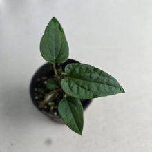 Load image into Gallery viewer, NEW RELEASE - #RS2 Anthurium Papillilaminum x (Lux x Radicans)