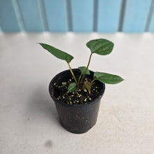 Load image into Gallery viewer, NEW RELEASE - #RS2 Anthurium Papillilaminum x (Lux x Radicans)