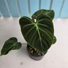 Load image into Gallery viewer, #RB24 Philodendron El Choco