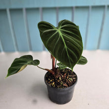 Load image into Gallery viewer, #RB24 Philodendron El Choco