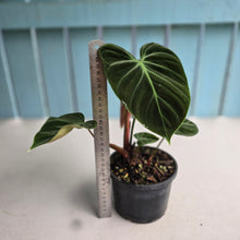 Load image into Gallery viewer, #RB24 Philodendron El Choco