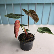 Load image into Gallery viewer, #RB24 Philodendron El Choco