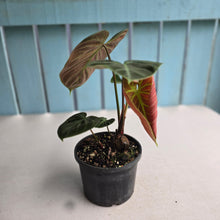 Load image into Gallery viewer, #RB24 Philodendron El Choco