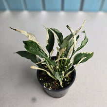 Load image into Gallery viewer, #R33 Spathiphyllum 'Monet' - Miniature