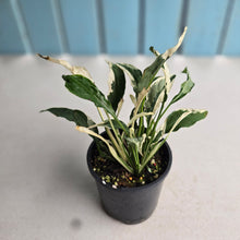 Load image into Gallery viewer, #R33 Spathiphyllum 'Monet' - Miniature