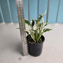 Load image into Gallery viewer, #R33 Spathiphyllum 'Monet' - Miniature