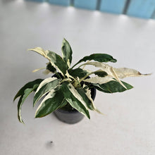 Load image into Gallery viewer, #R33 Spathiphyllum 'Monet' - Miniature