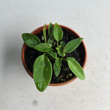 Load image into Gallery viewer, #D999 Three x Anthurium Pallidiflorum Seedlings