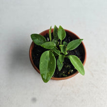 Load image into Gallery viewer, #D999 Three x Anthurium Pallidiflorum Seedlings