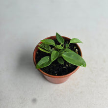 Load image into Gallery viewer, #D999 Three x Anthurium Pallidiflorum Seedlings