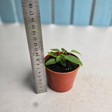 Load image into Gallery viewer, #D999 Three x Anthurium Pallidiflorum Seedlings