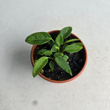 Load image into Gallery viewer, #D999 Three x Anthurium Pallidiflorum Seedlings