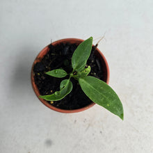 Load image into Gallery viewer, #RD47 Anthurium Pallidiflorum Seedling
