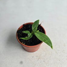 Load image into Gallery viewer, #RD47 Anthurium Pallidiflorum Seedling
