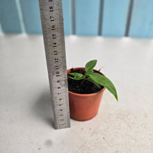 Load image into Gallery viewer, #RD47 Anthurium Pallidiflorum Seedling