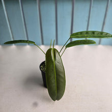 Load image into Gallery viewer, #R67 Philodendron Patriciae