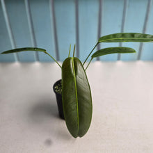 Load image into Gallery viewer, #R67 Philodendron Patriciae