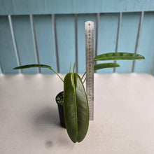 Load image into Gallery viewer, #R67 Philodendron Patriciae