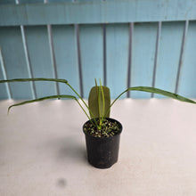 Load image into Gallery viewer, #R67 Philodendron Patriciae