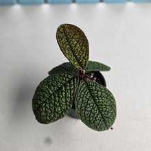 Load image into Gallery viewer, #RD54 Labisia Sp. Dino