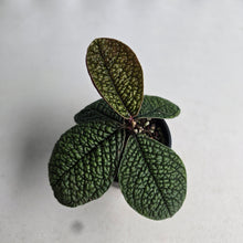 Load image into Gallery viewer, #RD54 Labisia Sp. Dino