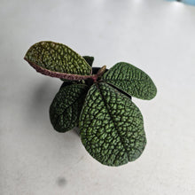 Load image into Gallery viewer, #RD54 Labisia Sp. Dino