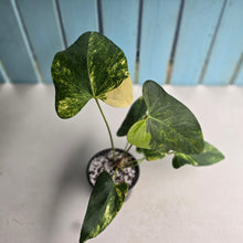 Load image into Gallery viewer, #RD35 Variegated Anthurium 'Tadpole'