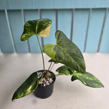 Load image into Gallery viewer, #RD35 Variegated Anthurium 'Tadpole'