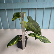 Load image into Gallery viewer, #RD35 Variegated Anthurium 'Tadpole'