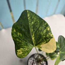 Load image into Gallery viewer, #RD35 Variegated Anthurium 'Tadpole'