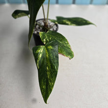 Load image into Gallery viewer, #RD35 Variegated Anthurium 'Tadpole'