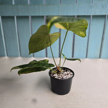 Load image into Gallery viewer, #RD35 Variegated Anthurium 'Tadpole'