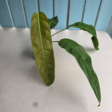 Load image into Gallery viewer, #RB11 Philodendron Patriciae