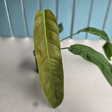 Load image into Gallery viewer, #RB11 Philodendron Patriciae