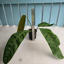 Load image into Gallery viewer, #RB11 Philodendron Patriciae